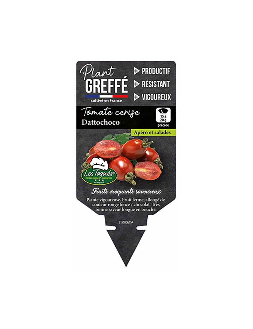 TOMATE CERISE DATTOCHOCO  PLANT GREFFÉ