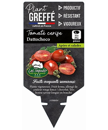 TOMATE CERISE DATTOCHOCO  PLANT GREFFÉ