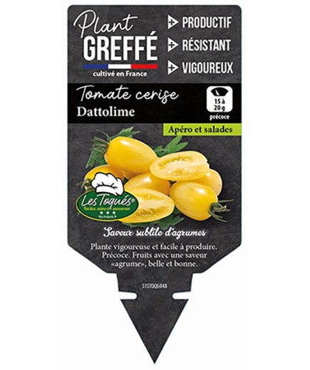 TOMATE CERISE DATTOLIME  PLANT GREFFÉ