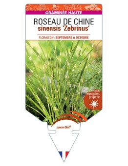 MISCANTHUS sinensis Zebrinus voir ROSEAU DE CHINE *