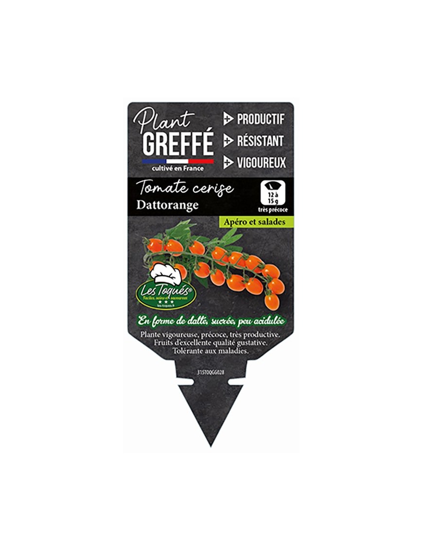 TOMATE CERISE DATTORANGE  PLANT GREFFÉ