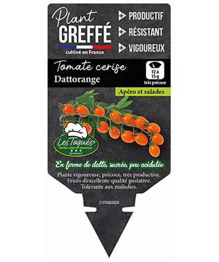 TOMATE CERISE DATTORANGE  PLANT GREFFÉ