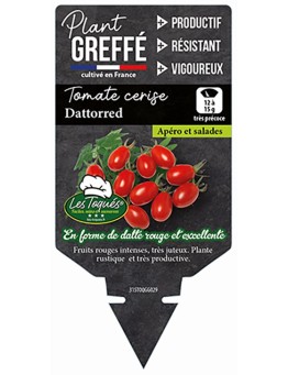 TOMATE CERISE DATTORED  PLANT GREFFÉ