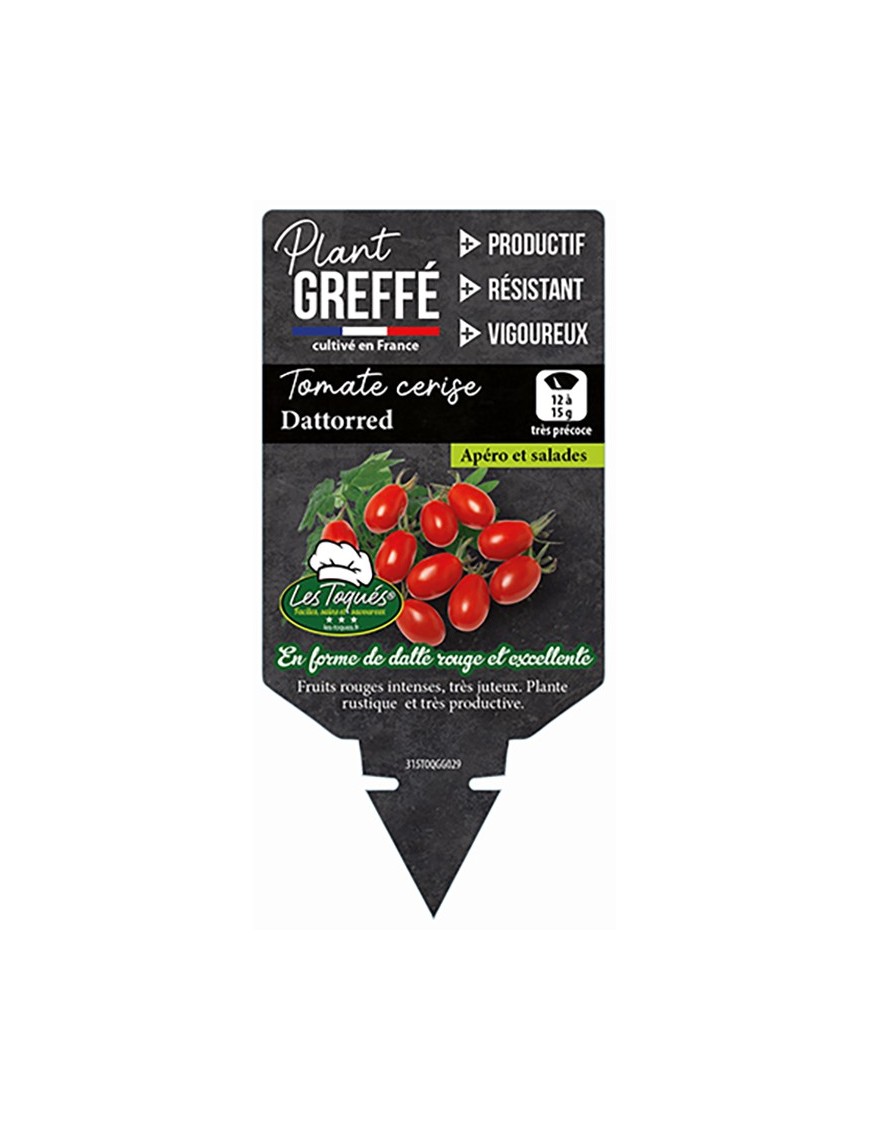 TOMATE CERISE DATTORED  PLANT GREFFÉ