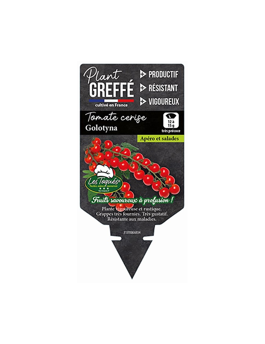 TOMATE CERISE GOLOTYNA  PLANT GREFFÉ