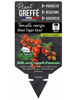 TOMATE CERISE MINI TIGER EYES® PLANT GREFFÉ