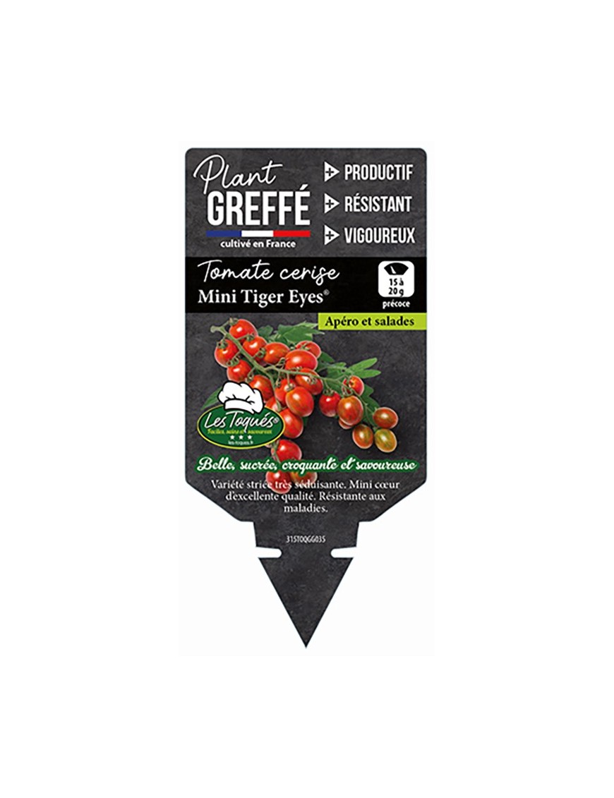 TOMATE CERISE MINI TIGER EYES® PLANT GREFFÉ