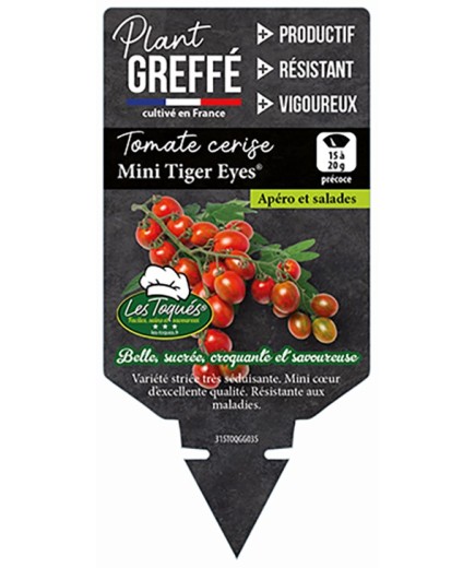 TOMATE CERISE MINI TIGER EYES® PLANT GREFFÉ