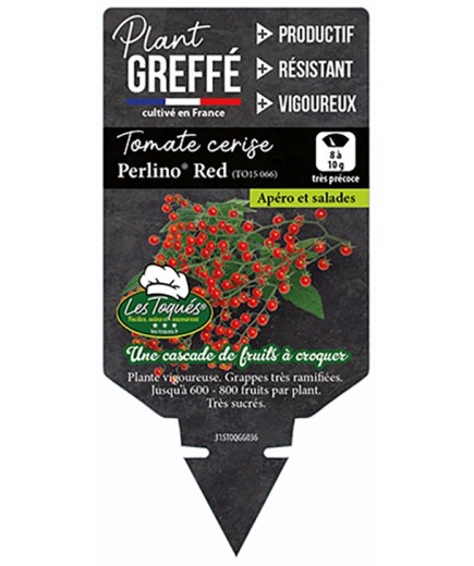TOMATE CERISE PERLINO®  RED (TO15 066) PLANT GREFFÉ