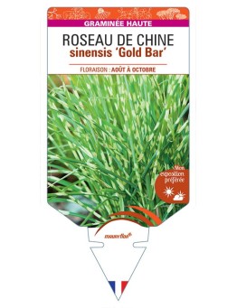 MISCANTHUS sinensis 'Gold Bar' voir ROSEAU DE CHINE *