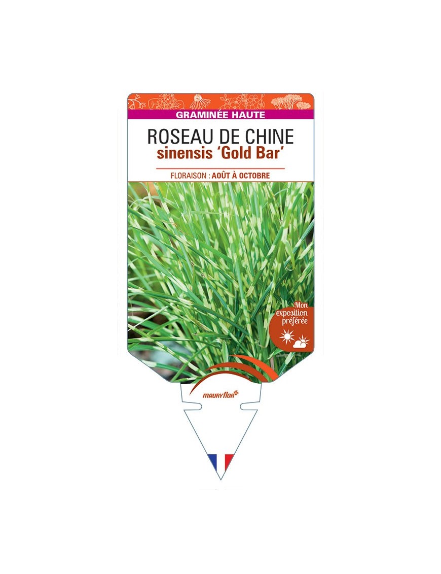 MISCANTHUS sinensis 'Gold Bar' voir ROSEAU DE CHINE *