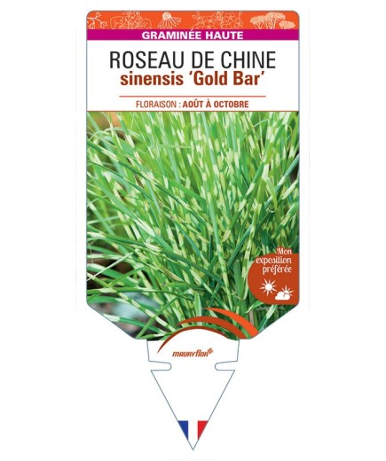 MISCANTHUS sinensis 'Gold Bar' voir ROSEAU DE CHINE *