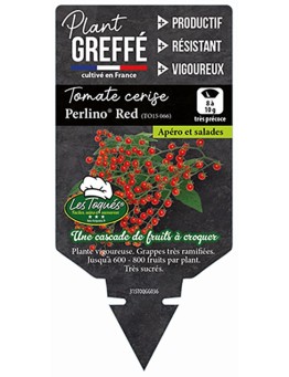 TOMATE CERISE ROUGE PERLINO® RED (TO15 066)