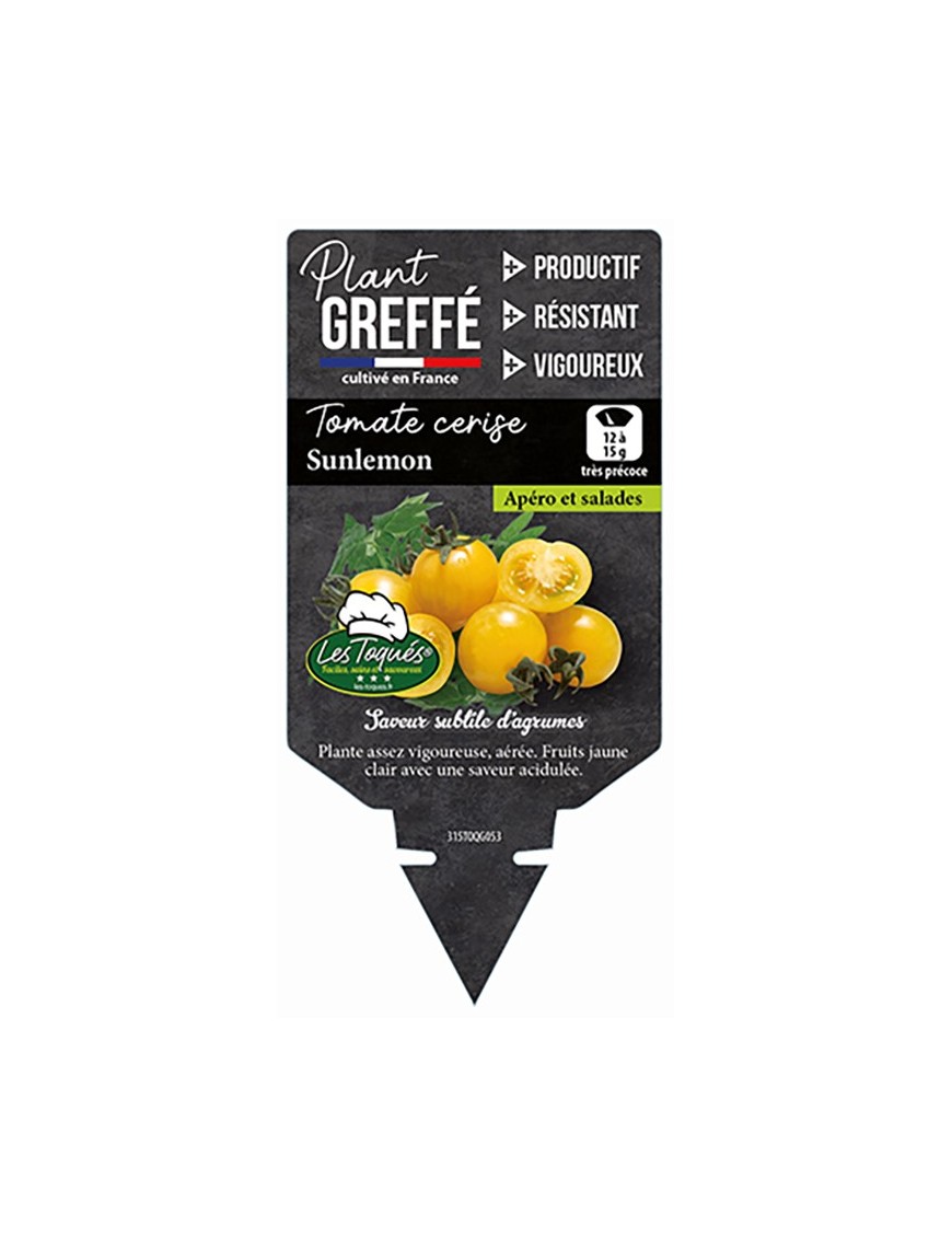 TOMATE CERISE SUNLEMON  PLANT GREFFÉ
