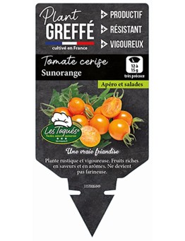 TOMATE CERISE SUNORANGE  PLANT GREFFÉ