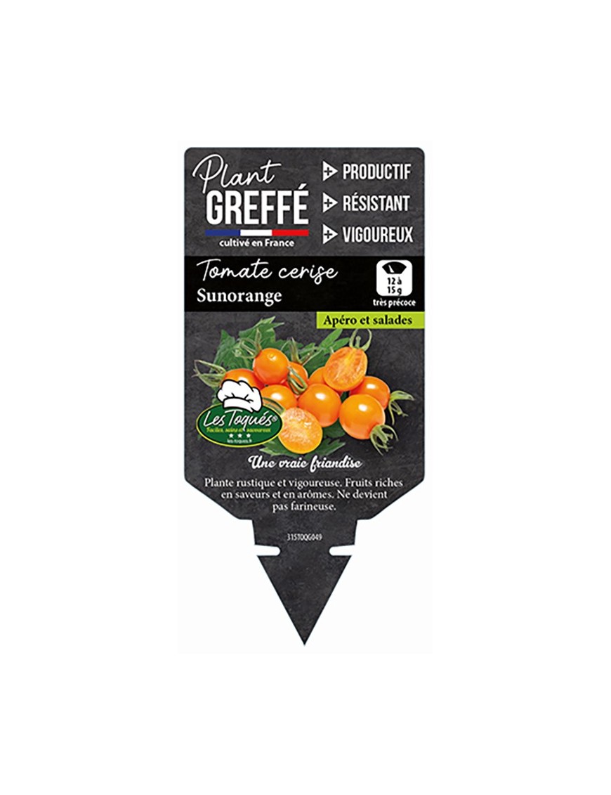 TOMATE CERISE SUNORANGE  PLANT GREFFÉ