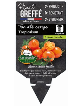 TOMATE CERISE TROPICALSUN  PLANT GREFFÉ