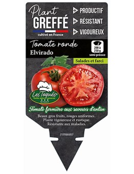 TOMATE RONDE ELVIRADO  PLANT GREFFÉ