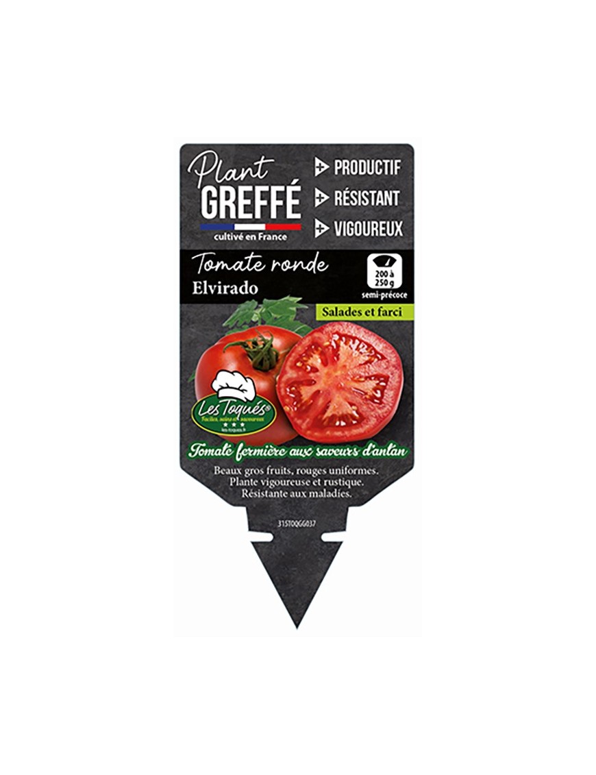 TOMATE RONDE ELVIRADO  PLANT GREFFÉ