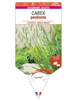 CAREX pendula