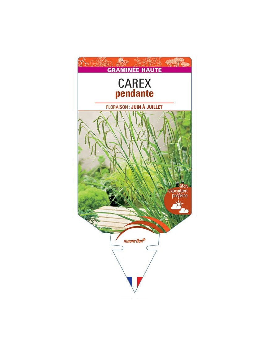 CAREX pendula