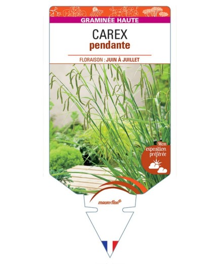 CAREX pendula