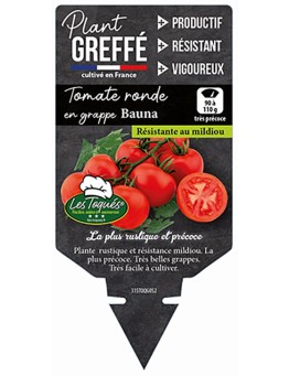 TOMATE RONDE EN GRAPPE BAUNA  PLANT GREFFÉ