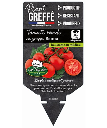 TOMATE RONDE EN GRAPPE BAUNA  PLANT GREFFÉ