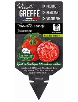 TOMATE RONDE JOUVANCE  PLANT GREFFÉ