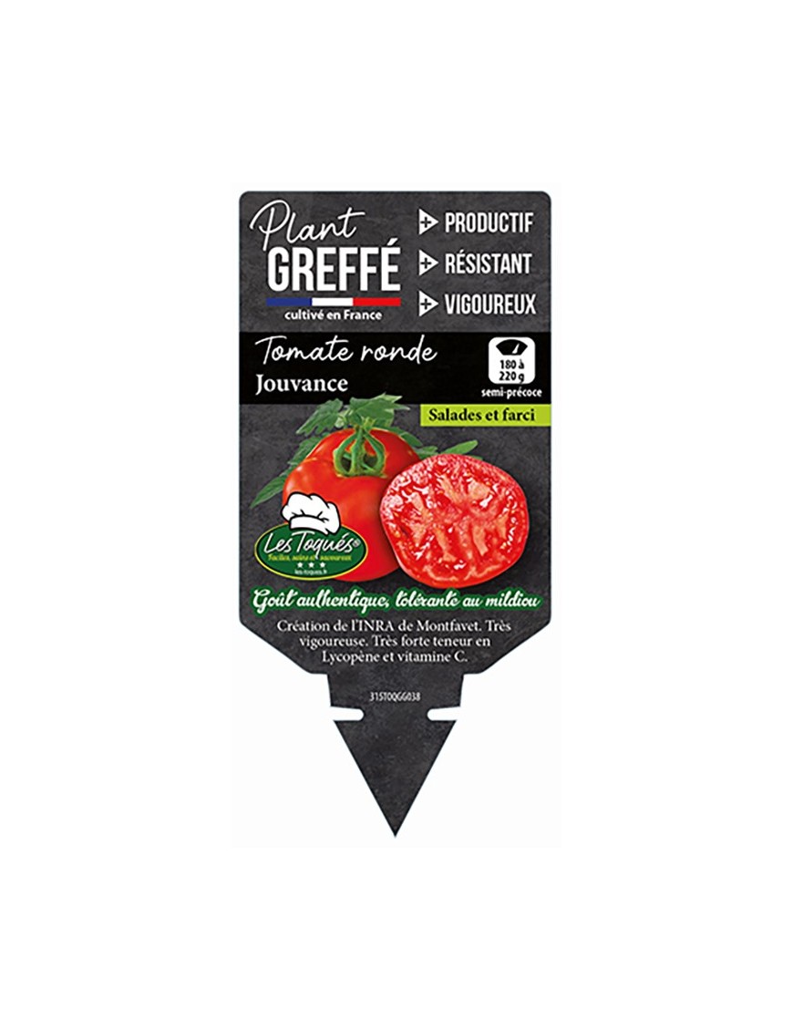 TOMATE RONDE JOUVANCE  PLANT GREFFÉ