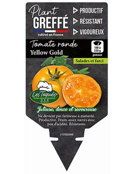 TOMATE YELLOW GOLD  PLANT GREFFÉ