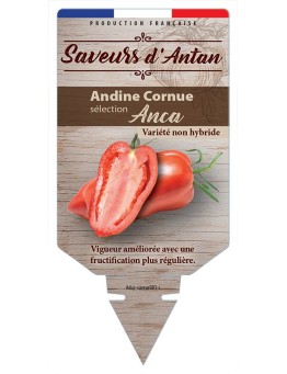 TOMATE ANDINE CORNUE SÉLECTION ANCA