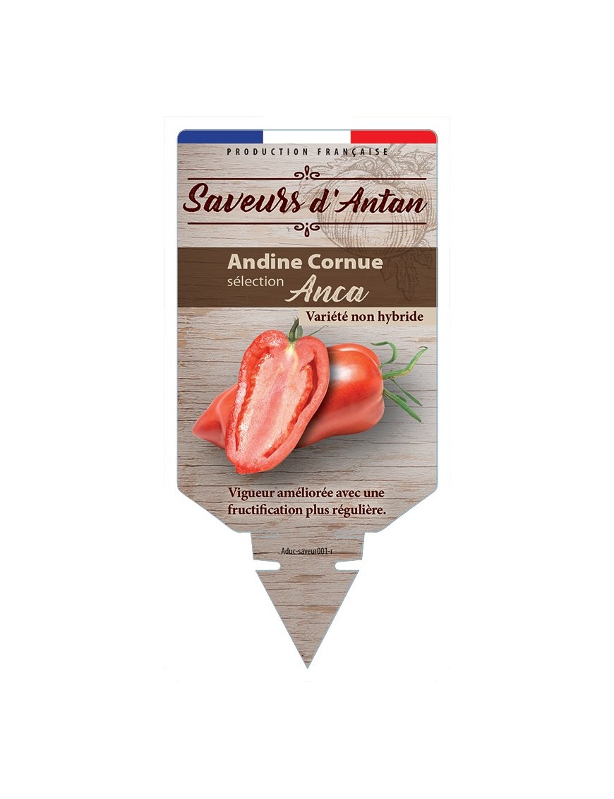 TOMATE ANDINE CORNUE SÉLECTION ANCA