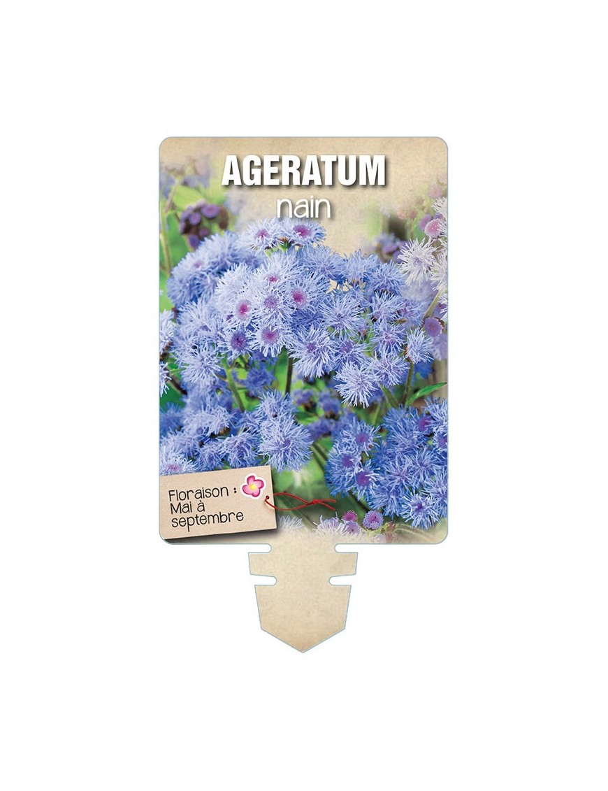 AGERATUM NAIN (bleu) *