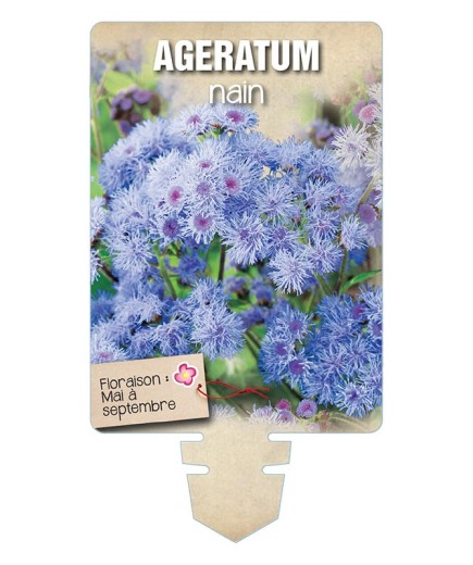 AGERATUM NAIN (bleu) *