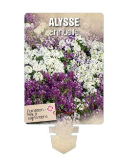 ALYSSE ANNUELLE (varié) *