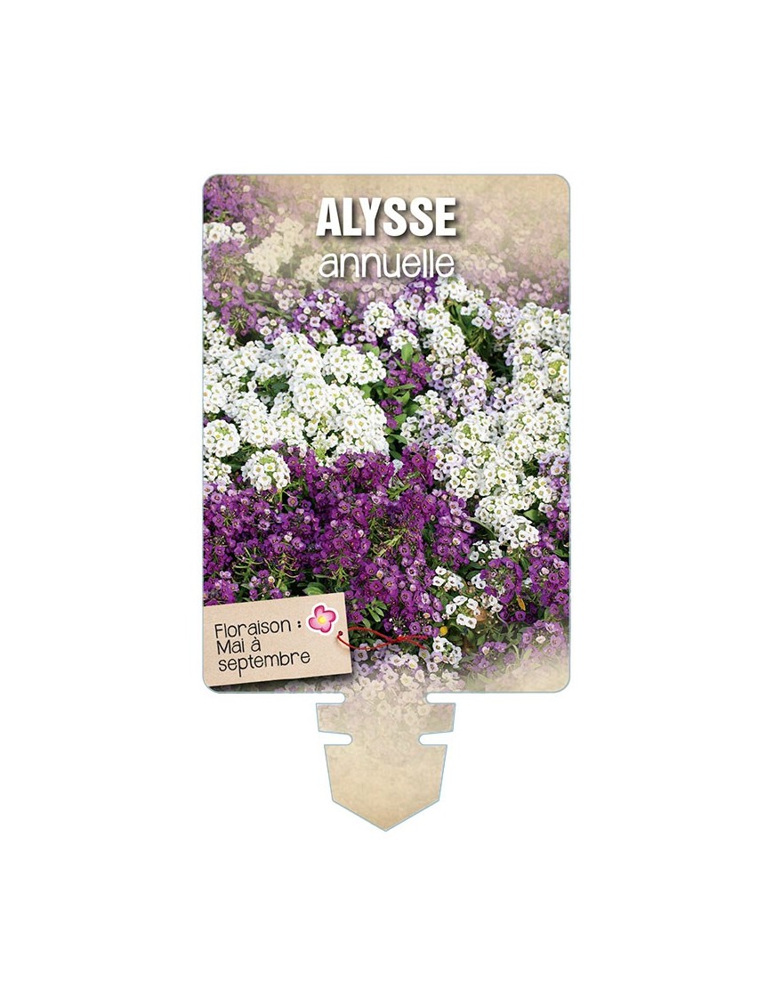ALYSSE ANNUELLE (varié) *