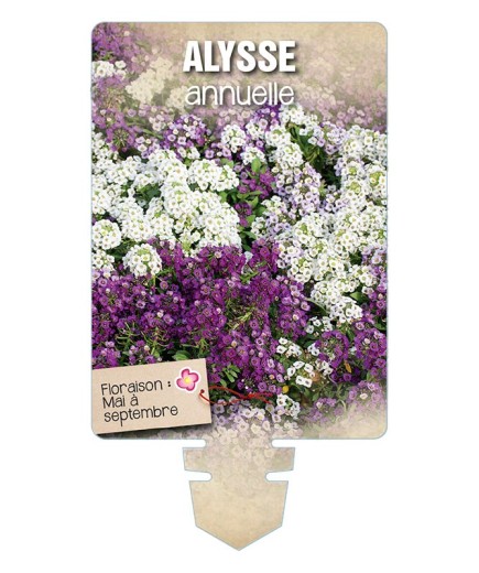 ALYSSE ANNUELLE (varié) *