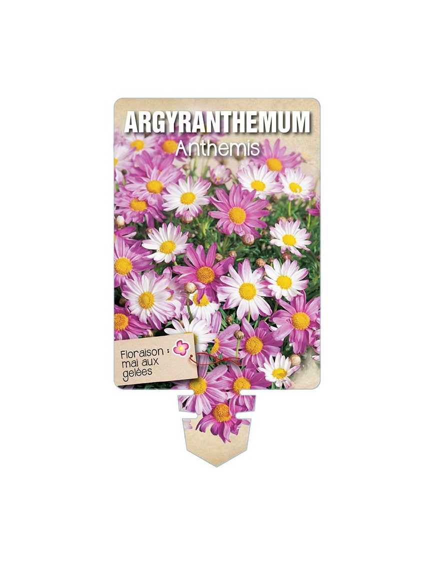 ARGYRANTHEMUM - ANTHEMIS (varié) *