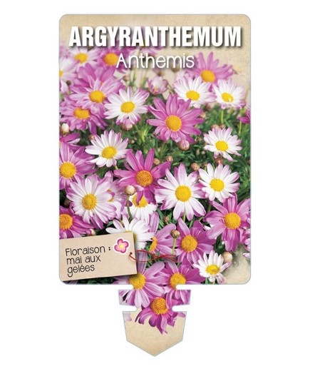 ARGYRANTHEMUM - ANTHEMIS (varié) *