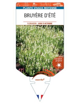 DABOECIA CANTABRICA voir Bruyère d'été (blanc)