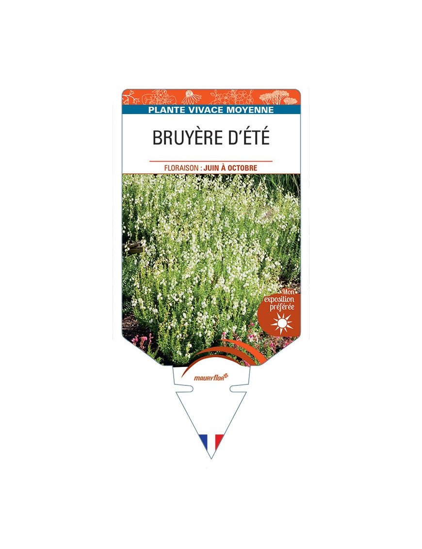 DABOECIA CANTABRICA voir Bruyère d'été (blanc)