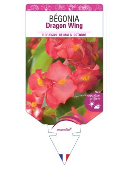 BÉGONIA DRAGON WING