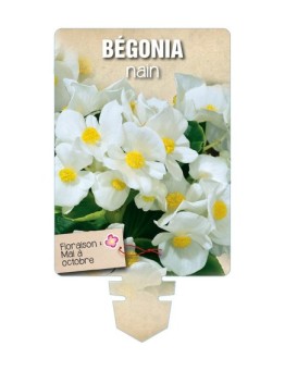 BÉGONIA NAIN (blanc) *