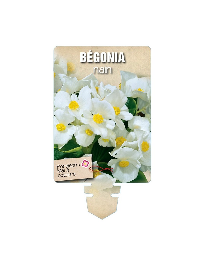 BÉGONIA NAIN (blanc) *