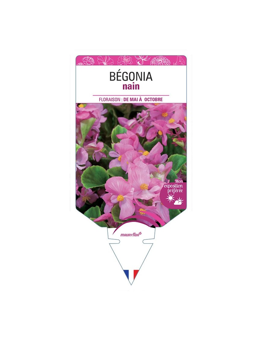 BÉGONIA NAIN (rose) *