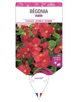 BÉGONIA NAIN (rouge) *