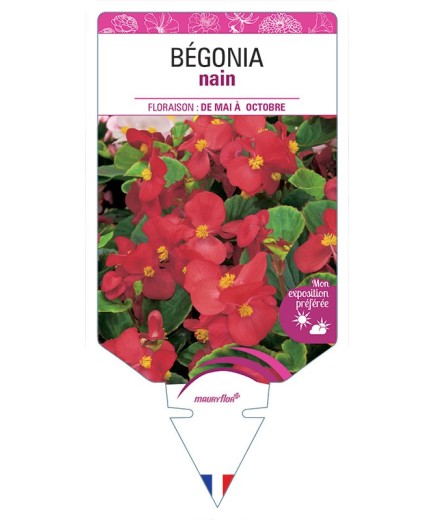 BÉGONIA NAIN (rouge) *