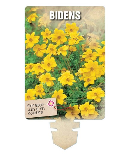 BIDENS *