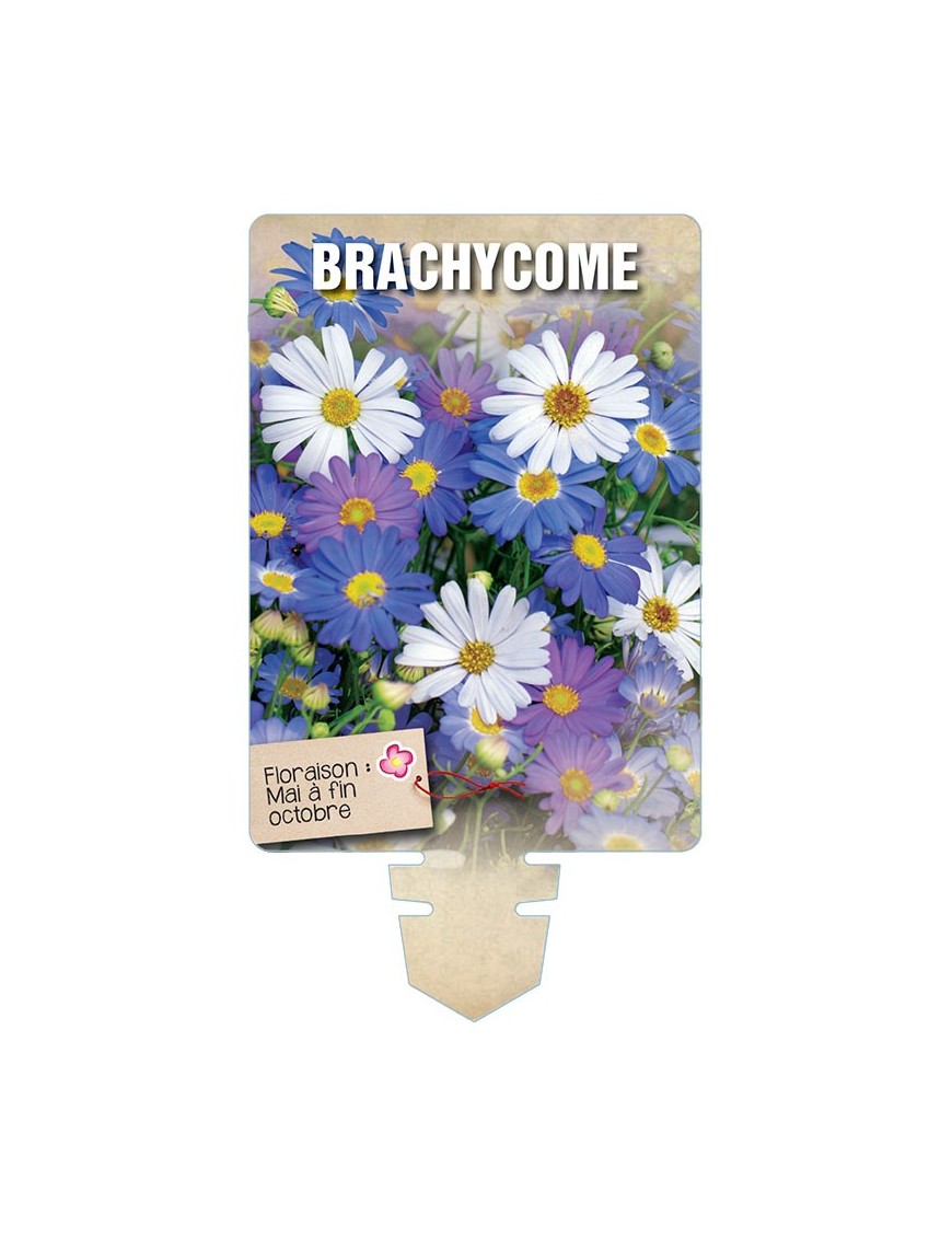 BRACHYCOME (varié) *